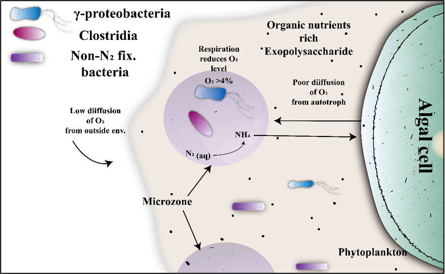 Nitrogen Fixation Research