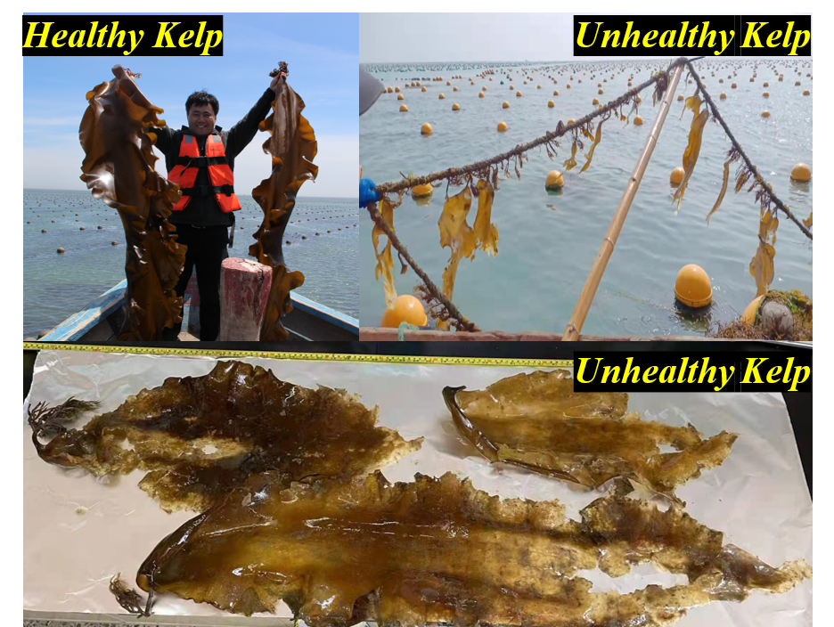 Kelp Disease Research